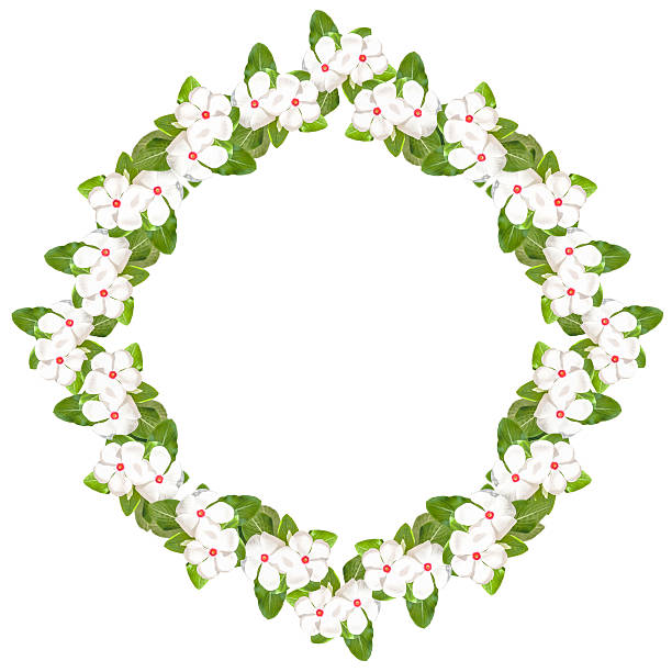 istock Fresh Cayenne jasmine flower in natural light 514838970