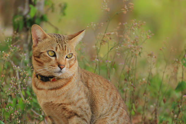 istock Beautiful Red Cat with Yellow Eyes 514839480