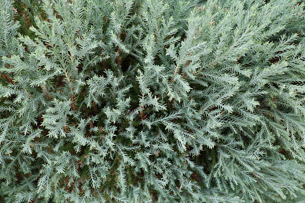 Japanese Garden Juniper (Juniperus procumbens) leaves background Japanese Garden Juniper (Juniperus procumbens) leaves background juniperus procumbens stock pictures, royalty-free photos & images