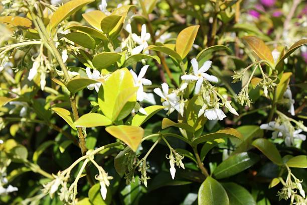 istock White blooming Jasmine in the garden in spring 514840600
