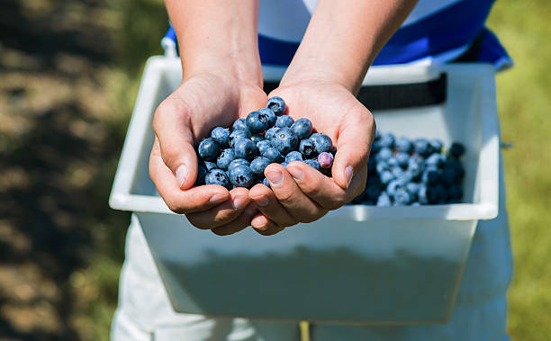 istock Hands full of freshly picked blueberries 514841678