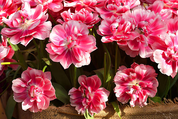istock Beautiful Tulipa Zizanie 514842568