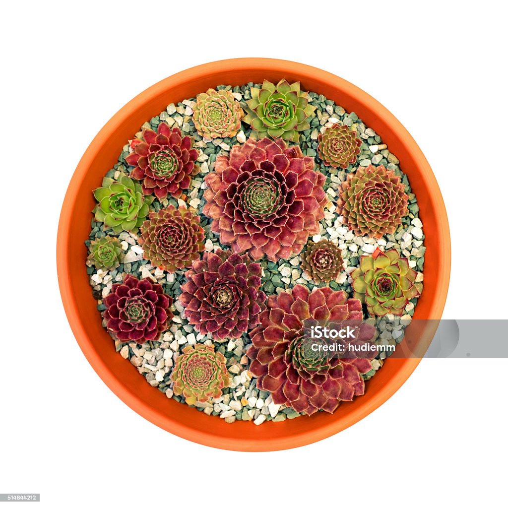 Sempervivum succulent plants in flower pot isolated on white Sempervivum succulent plants in flower pot isolated on white background Aeonium Stock Photo