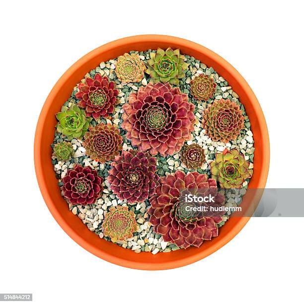 Sempervivum Succulent Plants In Flower Pot Isolated On White Stock Photo - Download Image Now