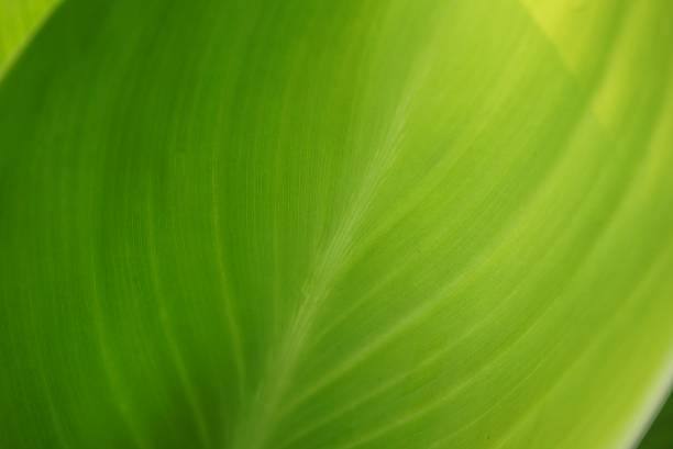 istock nature green leaf close up soft focus background 514844772