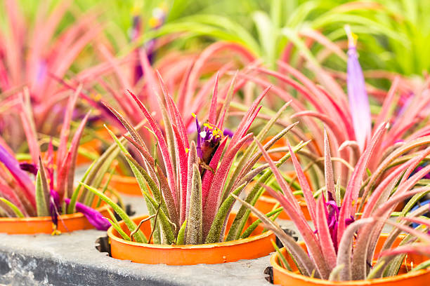 istock Tillandsia in the market flower 514844794