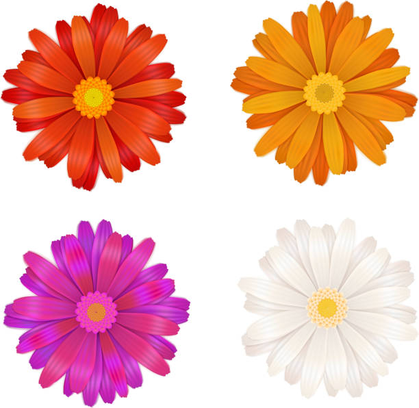 ilustraciones, imágenes clip art, dibujos animados e iconos de stock de conjunto de coloridas flores gerbera en blanco - gerbera daisy single flower flower spring