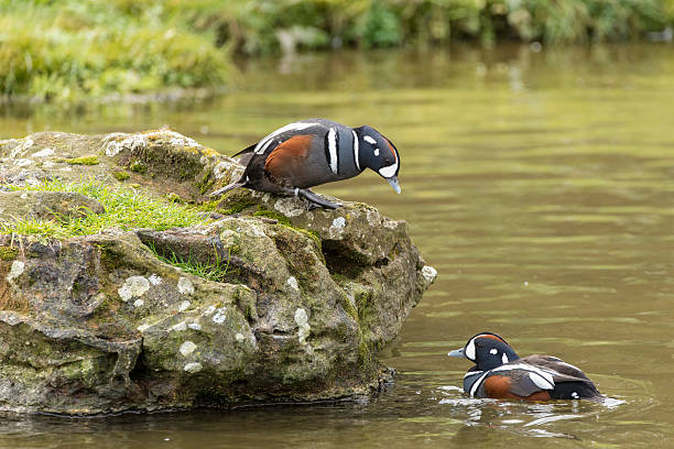 retrato de pato-arlequim histrionicus histrionicus - harlequin duck duck harlequin water bird imagens e fotografias de stock