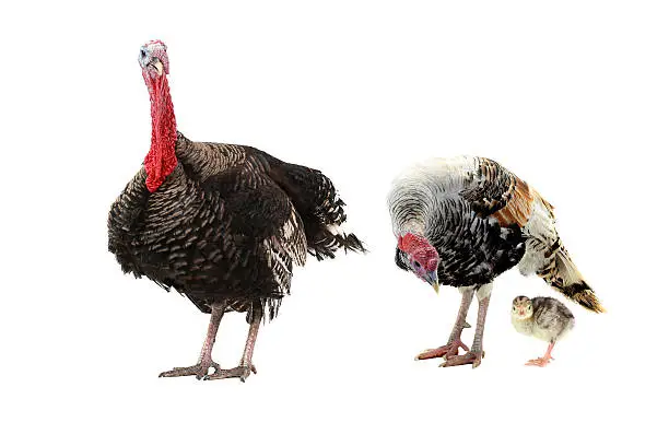 turkey and chicken  isolated on a white background.