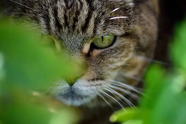 The photography of cat of close-up