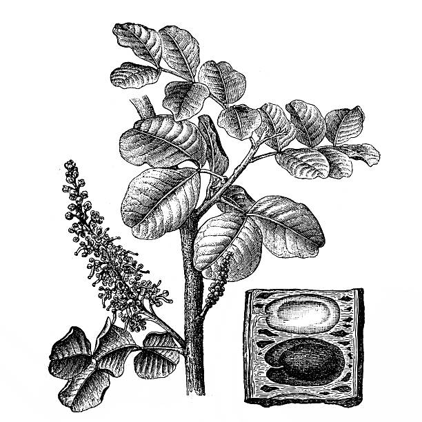 ceratonia siliqua (콩나무 - ceratonia stock illustrations