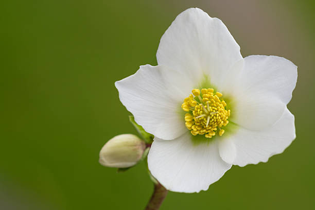 heléboro flor (helleborus orientalis) ou de natal rosa - hellebore christmasrose stamen plant imagens e fotografias de stock