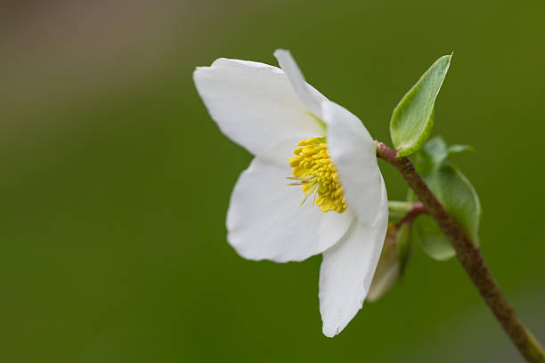 헬레보레 꽃 (helleborus orientalis) 또는 크리스마스 로즈 - hellebore christmasrose stamen plant 뉴스 사진 이미지
