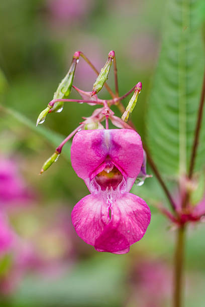 istock Himalayan Balsam or policeman's helmet in full pink bloom 514848258
