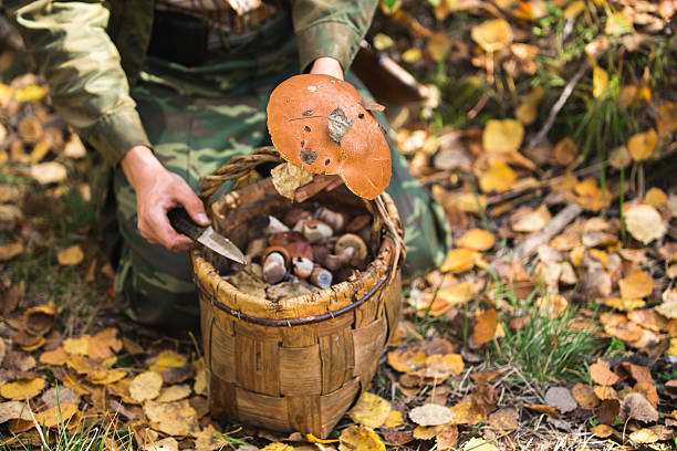 man in the woods, mushrooms
