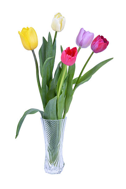 istock Colorful tulips in vase isolated on white 514848952