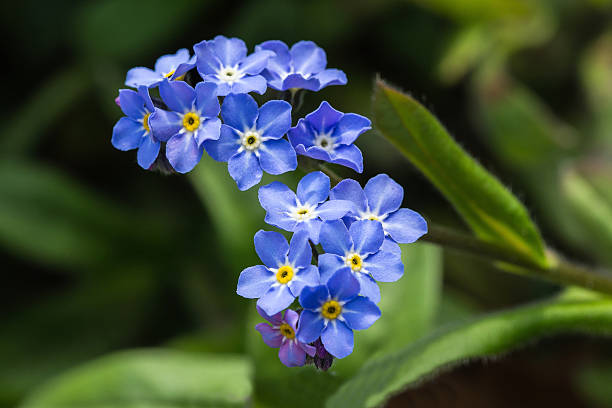 istock close-up forget-me-not-flower 514849652