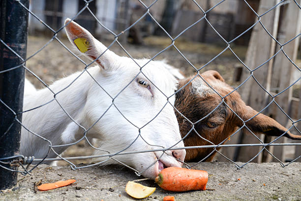 Two goats behind a fence trying to reach the apple and carrot