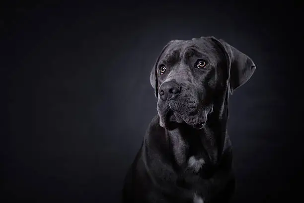 Big, gray nine monath old  cane corso posing on black beckground in studio.