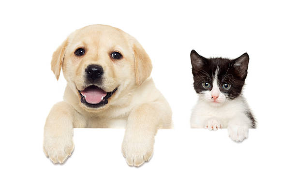 istock kitten and puppy Labrador peeps 514850696