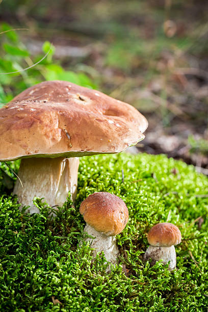 dziki noble grzyby w lesie - vertical meadow mushroom vegetable zdjęcia i obrazy z banku zdjęć