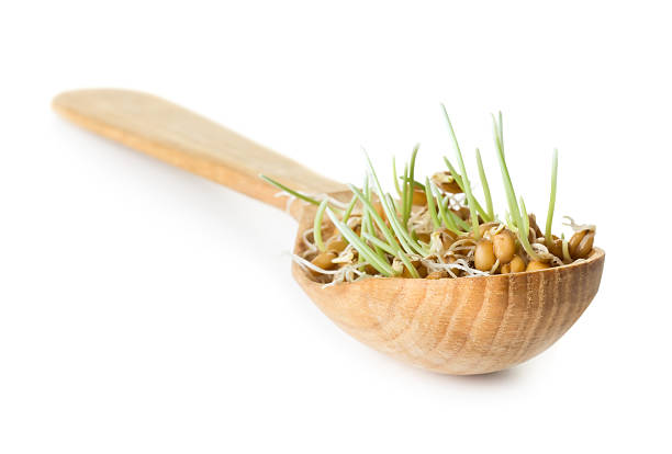 Germinated grain stock photo