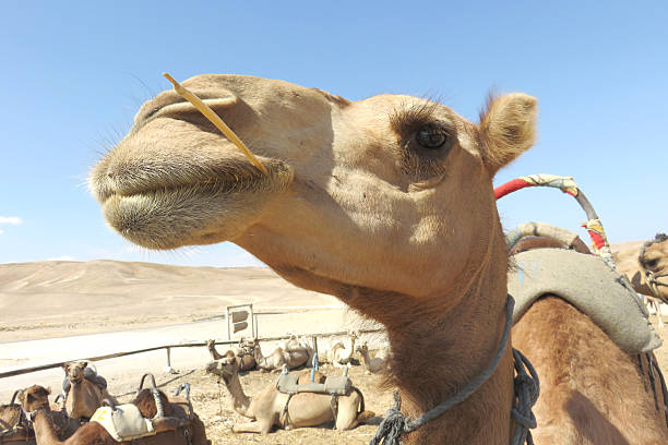 cammello con una cannuccia nella sua bocca - camel smiling israel animal foto e immagini stock