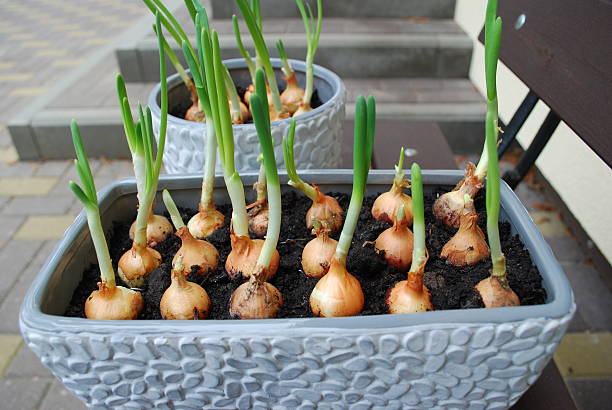 istock Spring onion seedlings to grow at home. 514854438