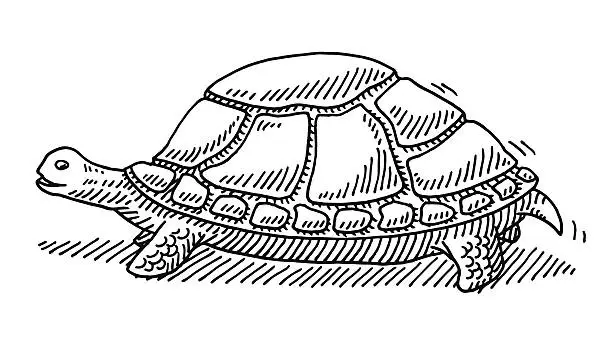 Vector illustration of Slow Turtle Drawing