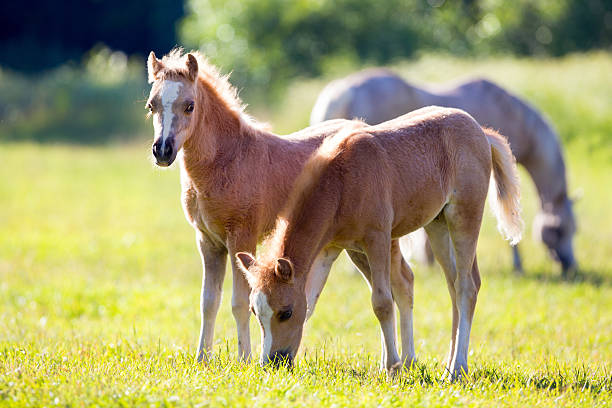 Two foals in field in summertime http://s019.radikal.ru/i600/1204/bb/5d41035f432c.jpg welsh pony foal stock pictures, royalty-free photos & images