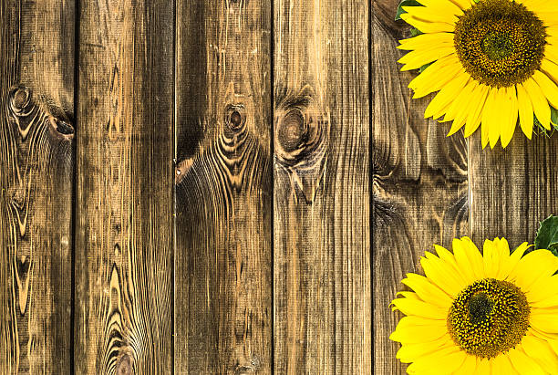 istock Beautiful sunflowers on rustic wood background. Flowers backgrounds. 514855518