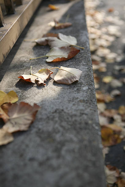istock Autumn urban leaves 514855684