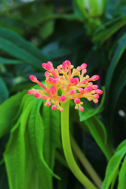 just buding of Jatropha  podagrica