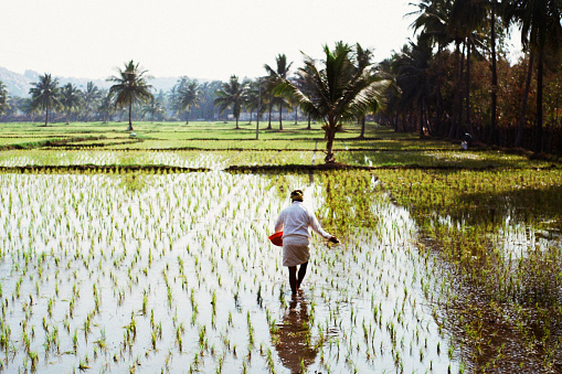 Mujer en el campo de arroz photo