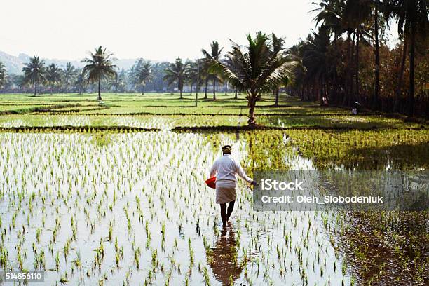 Woman Working On The Rice Field Stock Photo - Download Image Now - Agriculture, India, Rice Paddy