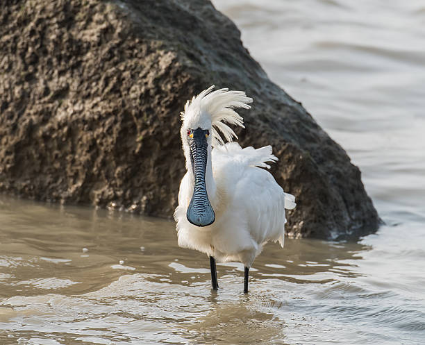 블랙힐스 단열재에 노랑부리저어새 in 센첸 china, - black faced spoonbill 뉴스 사진 이미지