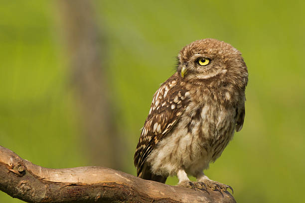 istock little owl close-up 514856585