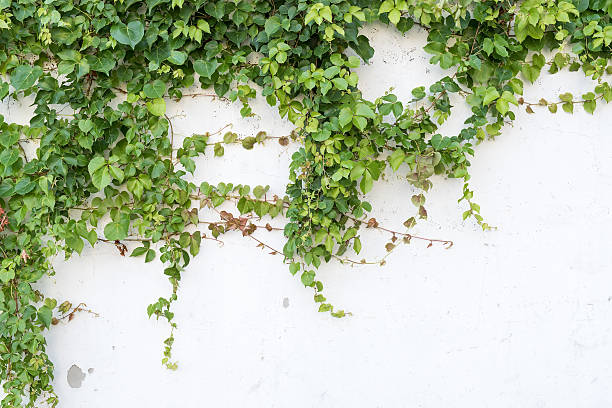 istock ivy leaves isolated on a white background 514856754