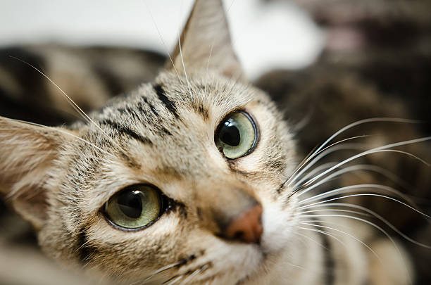 istock Close-up portrait of  cat 514856959