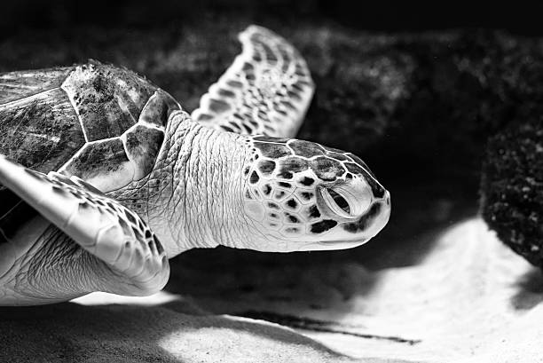 istock Sea turtle closeup black and white photo grain added 514857046