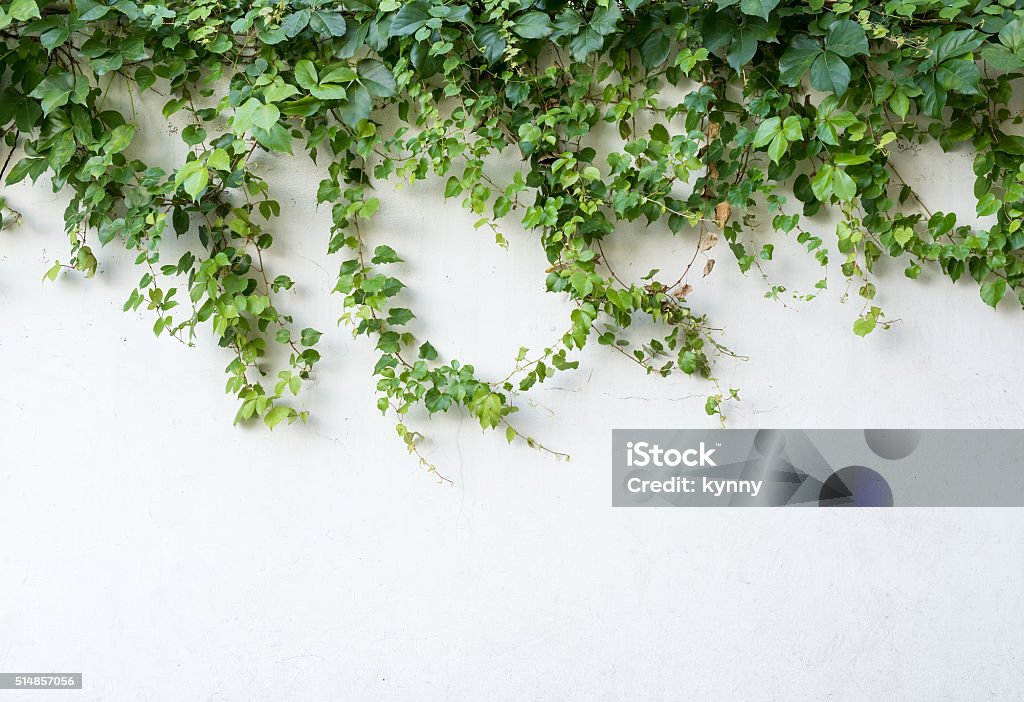 ivy leaves isolated on a white background Wall - Building Feature Stock Photo