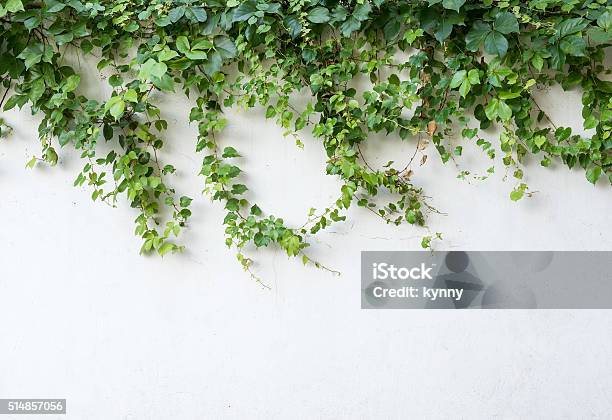 Ivy Leaves Isolated On A White Background Stock Photo - Download Image Now - Wall - Building Feature, Creeper Plant, Ivy