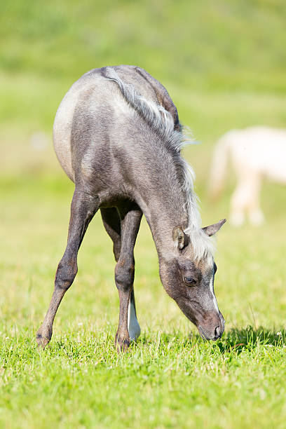 Gray foal eating grass in summer http://s019.radikal.ru/i600/1204/bb/5d41035f432c.jpg welsh pony foal stock pictures, royalty-free photos & images