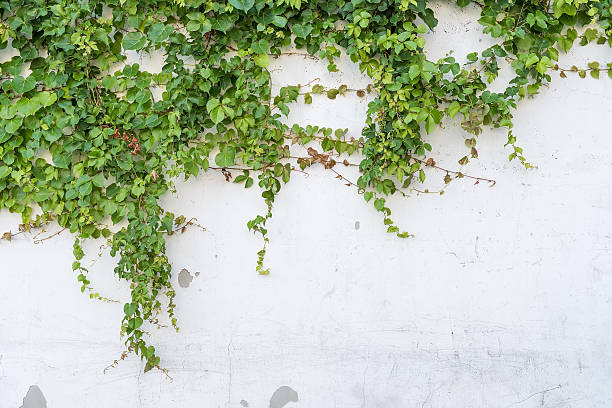 istock ivy leaves isolated on a white background 514857320