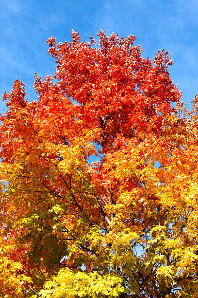단풍 나무 - autumn sky blue treetop 뉴스 사진 이미지