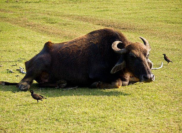 istock Water buffalo in a National Park 514858223