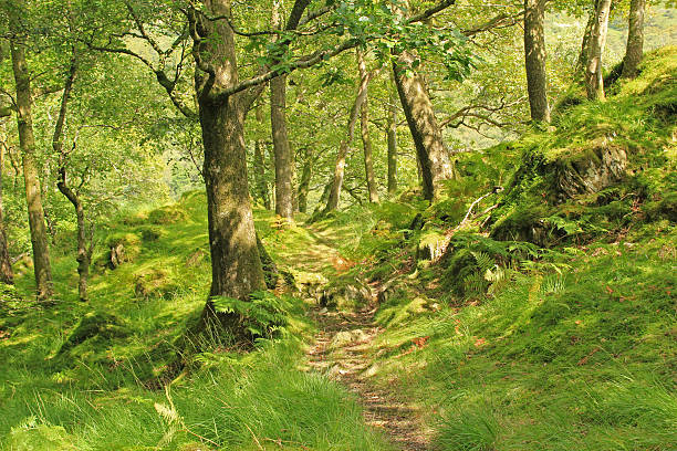 Typical upland sessile oak habitat in Borrowdale, Cumbria.