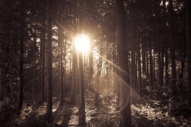 Sonnenlicht, das durch die Bäume im Wald – Foto