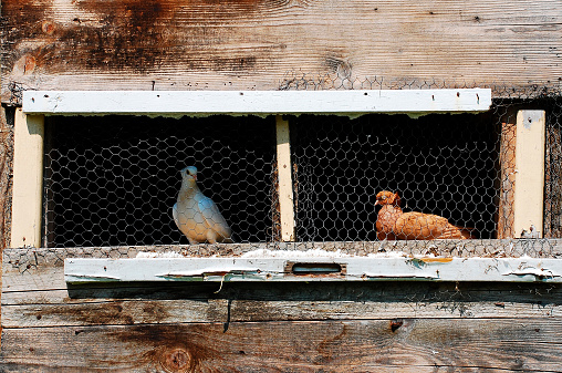 White and brown pigeons sitting in a wooden home-built pigeon coop made from scavenged wood in Bosnia and Herzegovina.