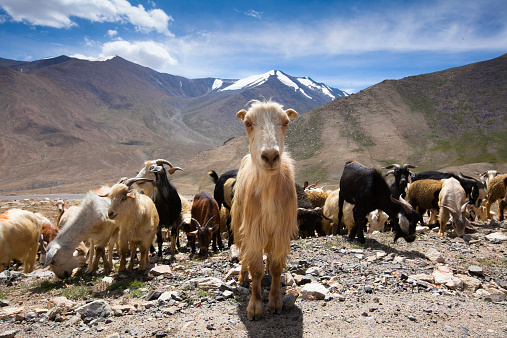 Himalaya goat.